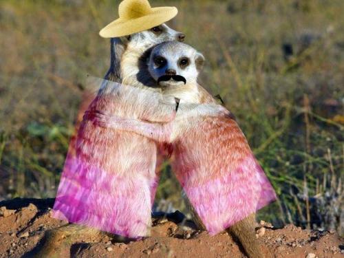 MeerkatsEmbarrassed